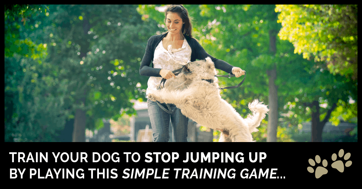 How To Stop a Dog From Jumping