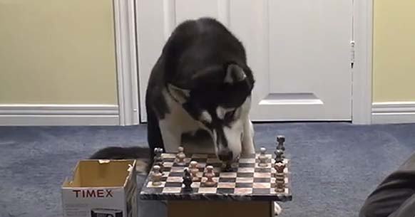 Dog Playing Chess