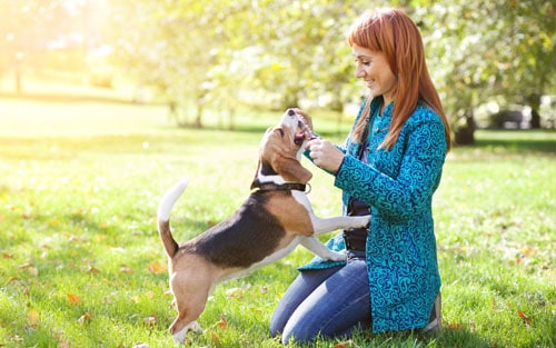 success-dogs-force-free-dog-training