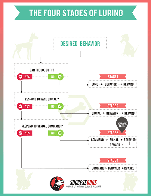 Dog Training Concept The Four Stages Of Luring