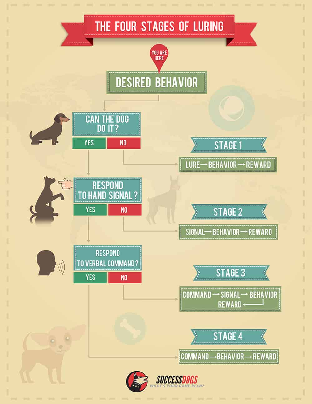 Dog Training Infographic - The Four Stages of Luring