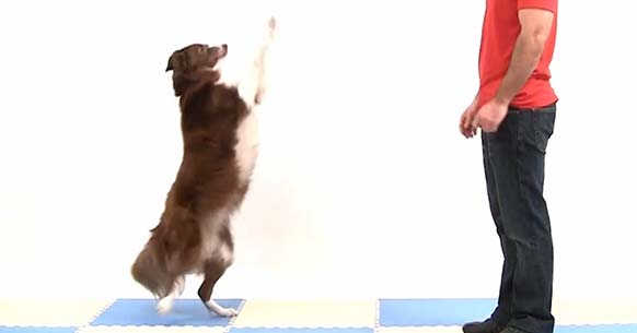 How to Teach Dog Stand  
