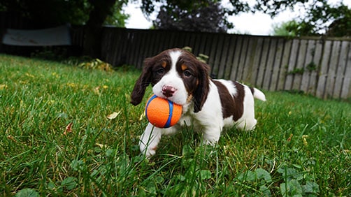 how-to-train-your-dog-to-walk-on-a-leash-picture-4