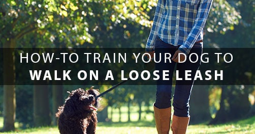 How to Train Your Dog to Walk on a Leash