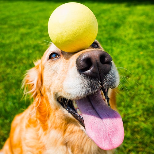 Teaching dogs to recognize the names of toys